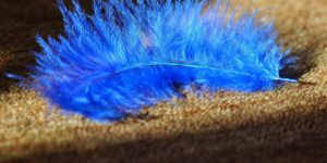 Halıfleks Temizliği